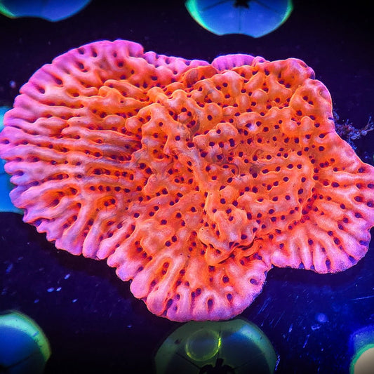 AC Slowburn Montipora