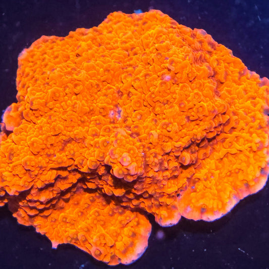 AC Starburst Montipora