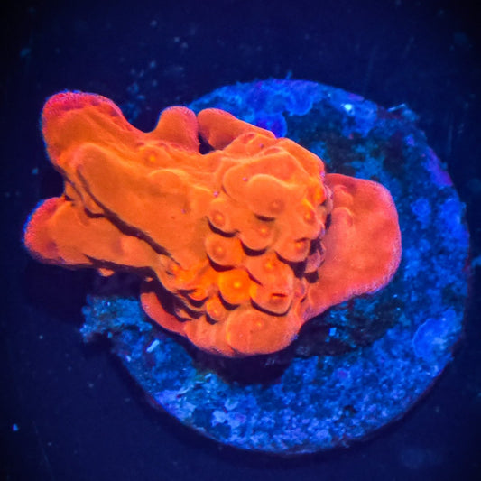 AC Red Setosa Montipora