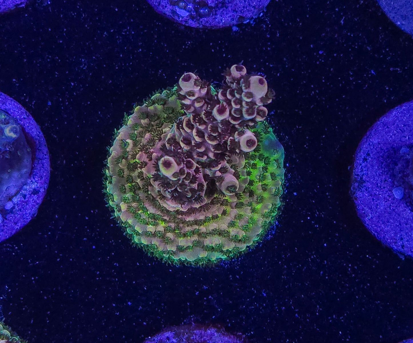 AC Kryptonic Acropora