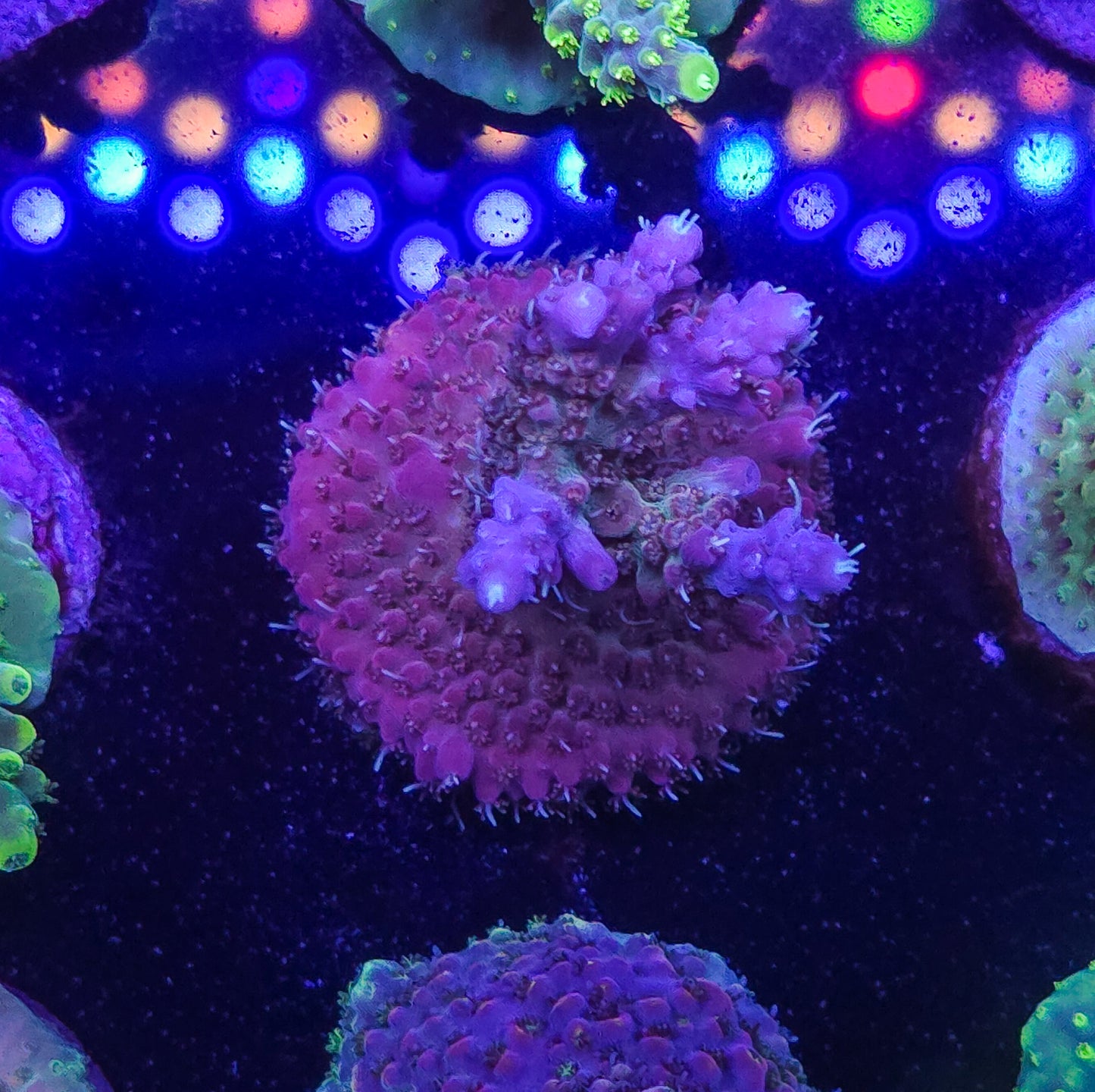 RR Applejack Acropora