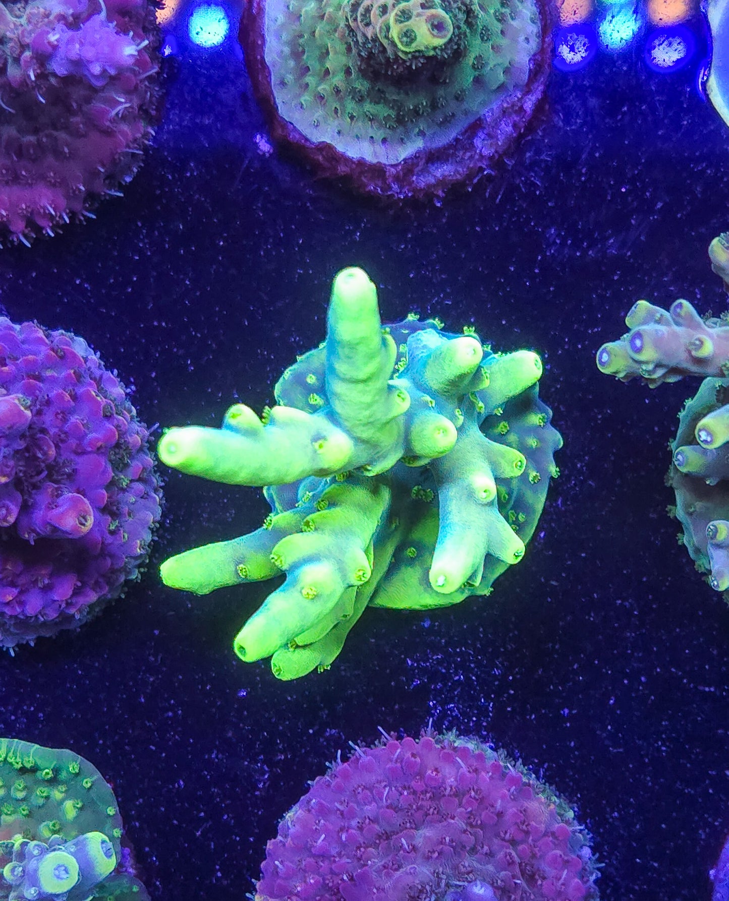 AC Banana Lokani Acropora