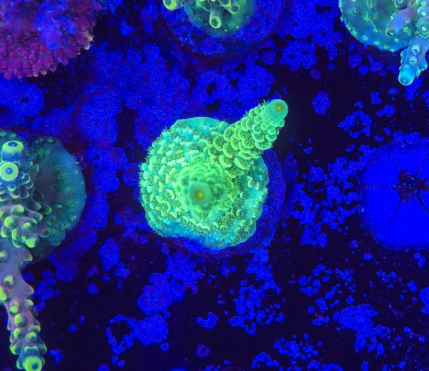 AC Highlighter Acropora