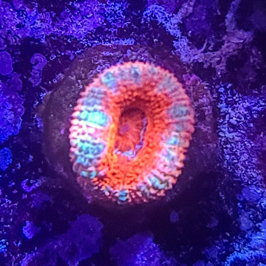 Acan:   Rainbow Donut  022 4J