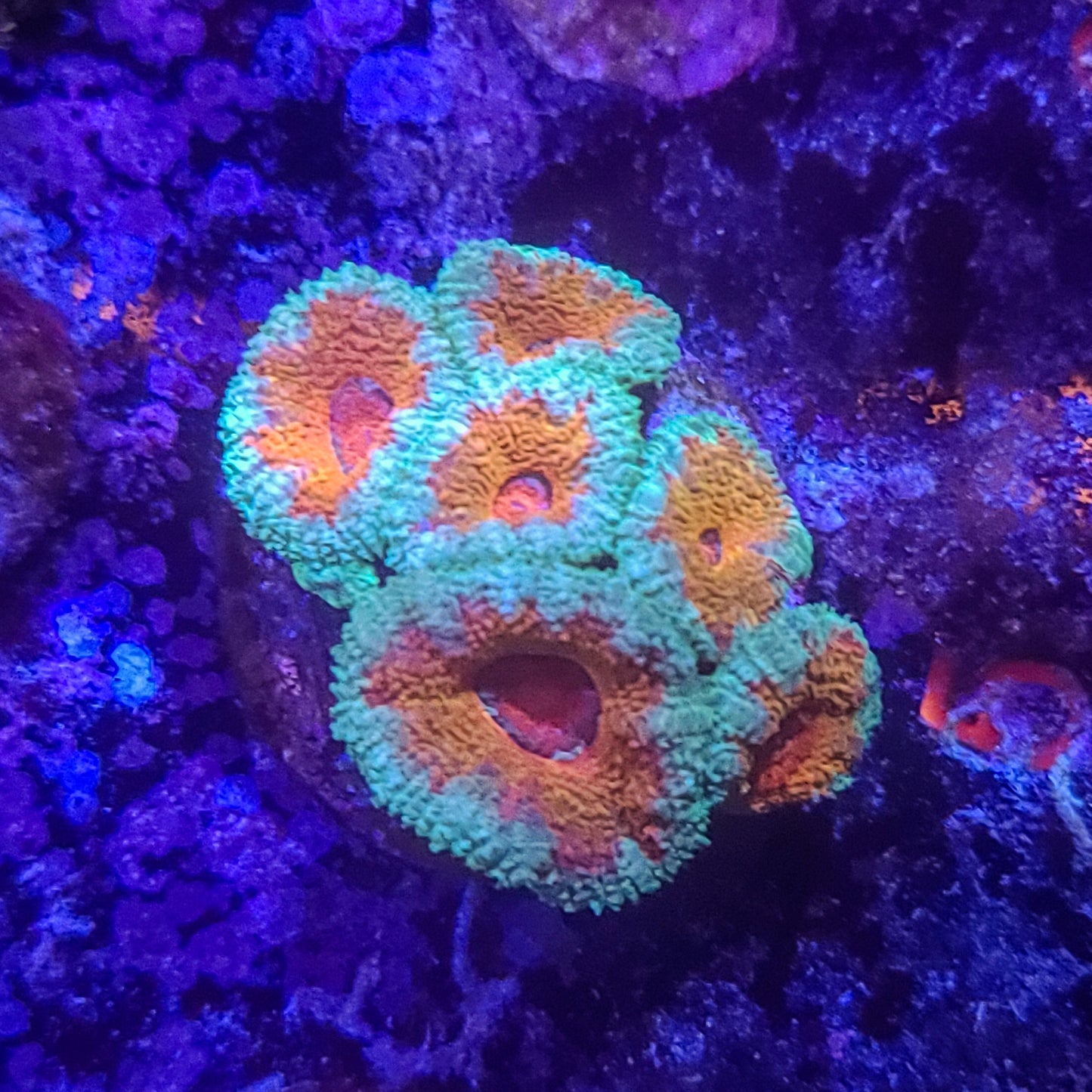 Acan:   Easter Bonnet  022 5J