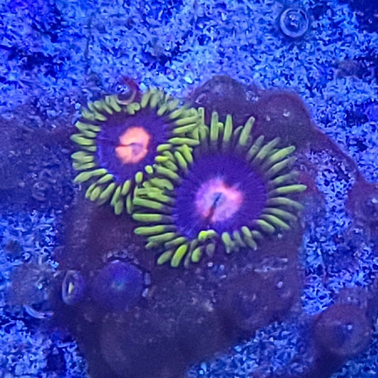 Zoanthid:  Blow Pops  022 10E