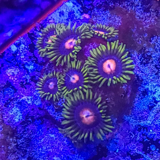 Zoanthid:  Blow Pops  022 13A