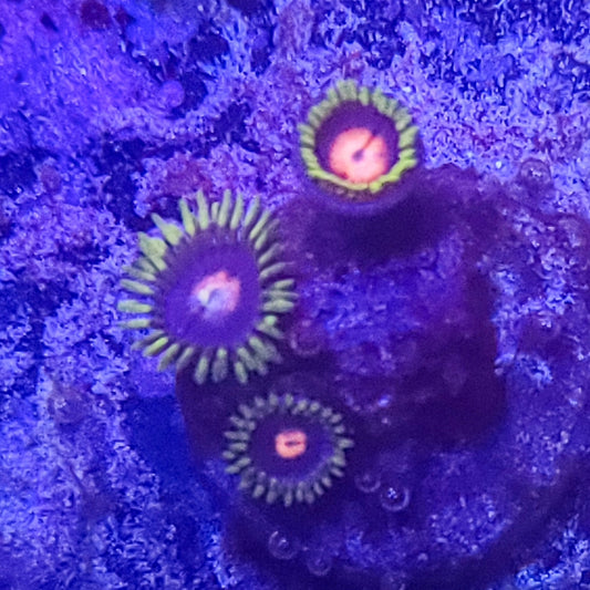 Zoanthid:  Blow Pops  022 7E