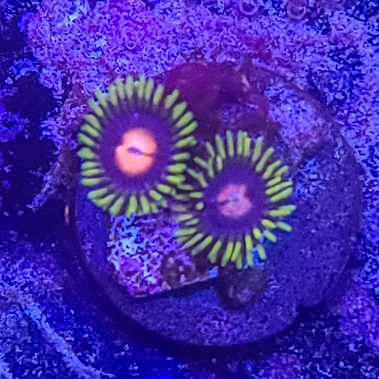 Zoanthid:  Blow Pops  022 8E