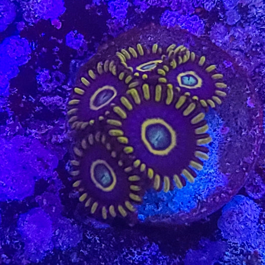 Zoanthid:  Blue Hornets  022 3G