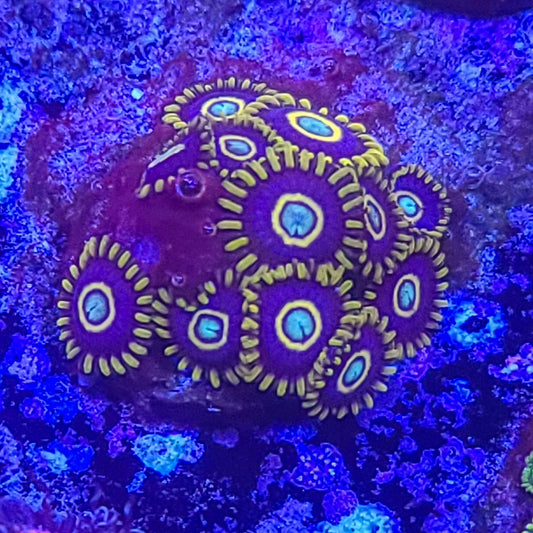 Zoanthid:  Blue Hornets  022 12B