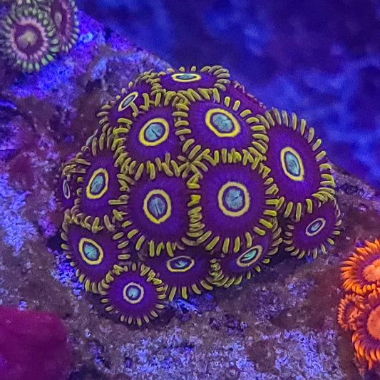 Zoanthid:  Blue Hornets  022 15B