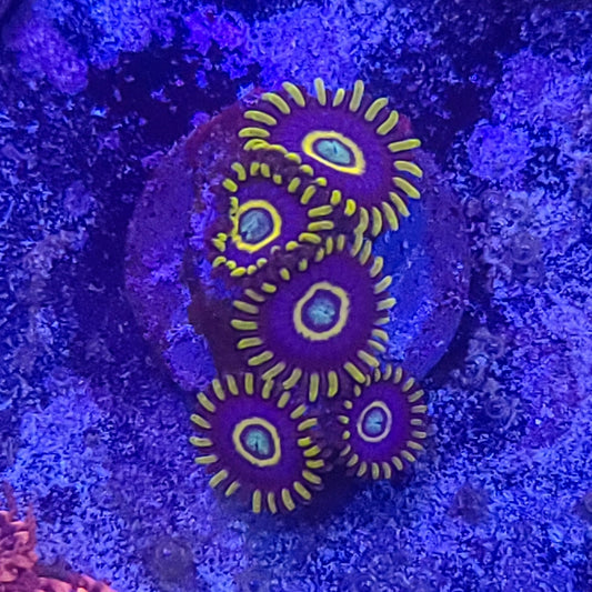 Zoanthid:  Blue Hornets  022 8F