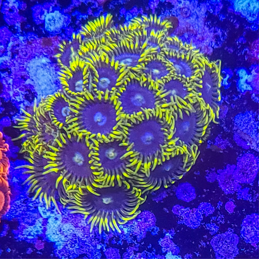 Zoanthid:  Blueberry Fields 023 5B