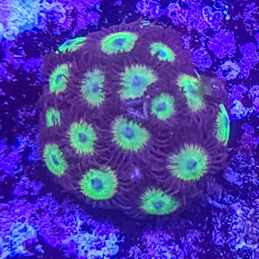 Zoanthid:  Bob Marley 023 10D