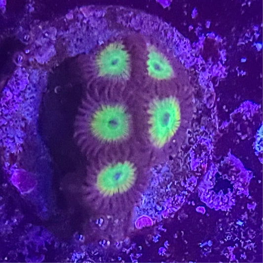 Zoanthid:  Bob Marley 023 12F