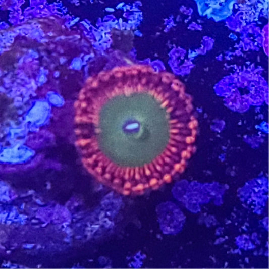 Zoanthid:  Candy Apple 023 4D