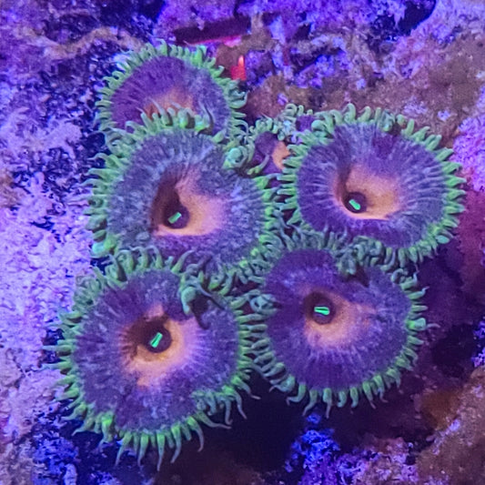 Zoanthid:  Captain Jerk  023 1F