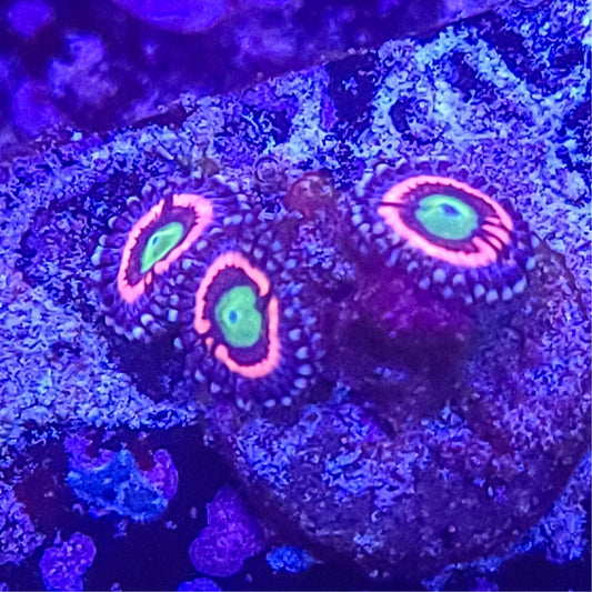 Zoanthid:  Cats Eye  022 4A