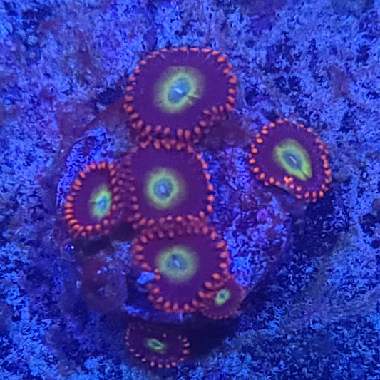 Zoanthid:  Circus  022 11H