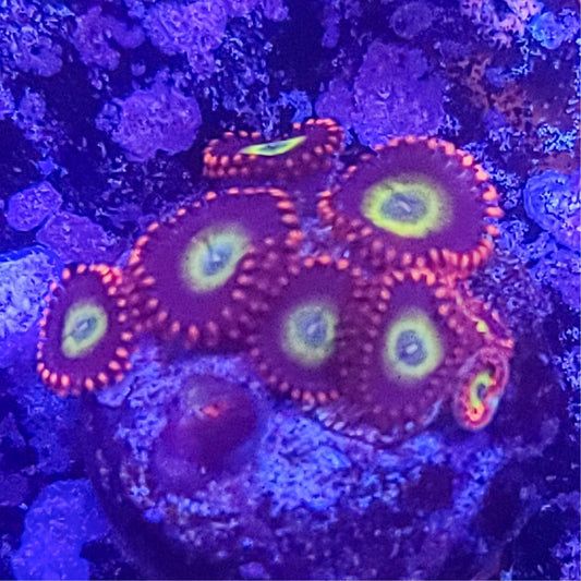 Zoanthid:  Circus  022 3I