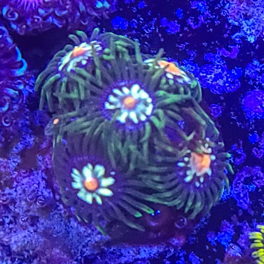 Zoanthid:  Daisy Cutters 023 4B