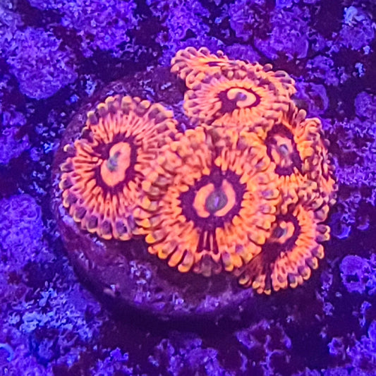 Zoanthid:  El Corazon 023 3H