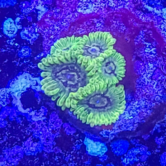 Zoanthid:  Emerald Maul  022 10B