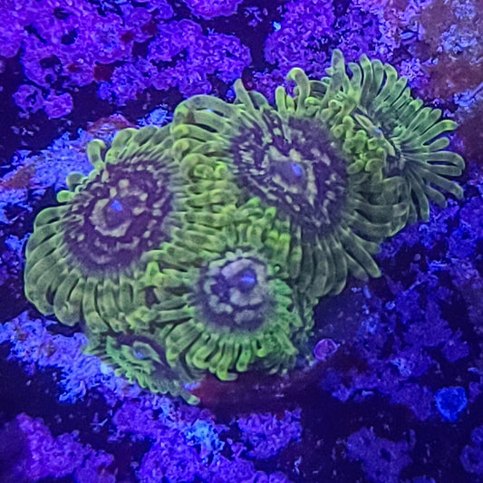 Zoanthid:  Emerald Maul  023 3E