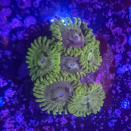 Zoanthid:  Emerald Maul  023 7I