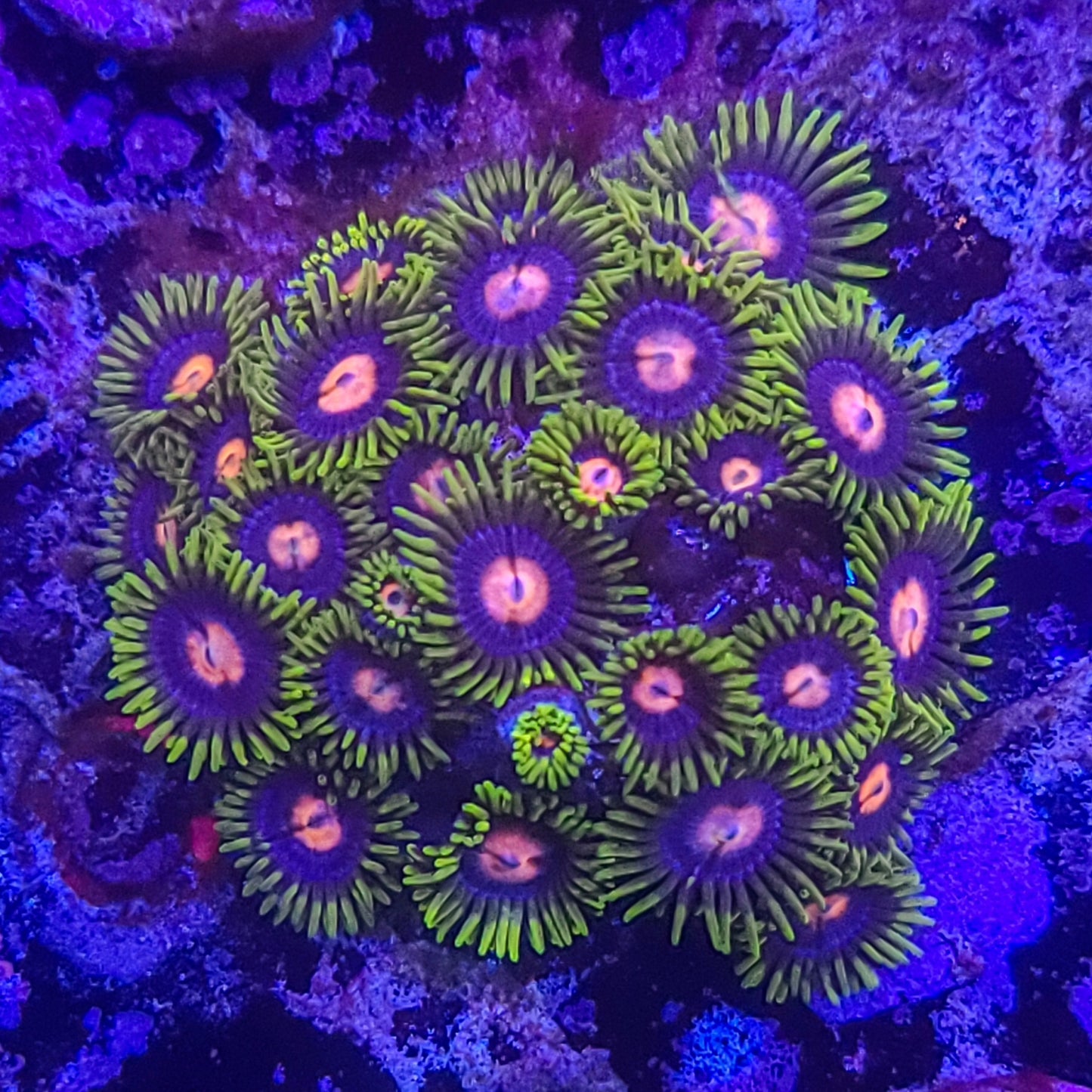 Zoanthid:  TSA Glow Pops 022 1C