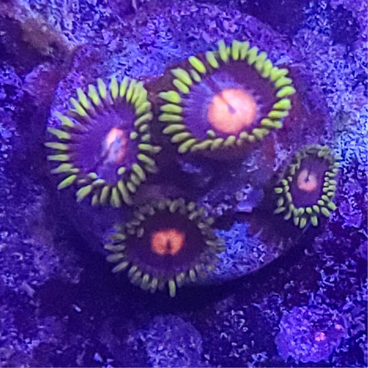 Zoanthid:  TSA Glow Pops 022 1H