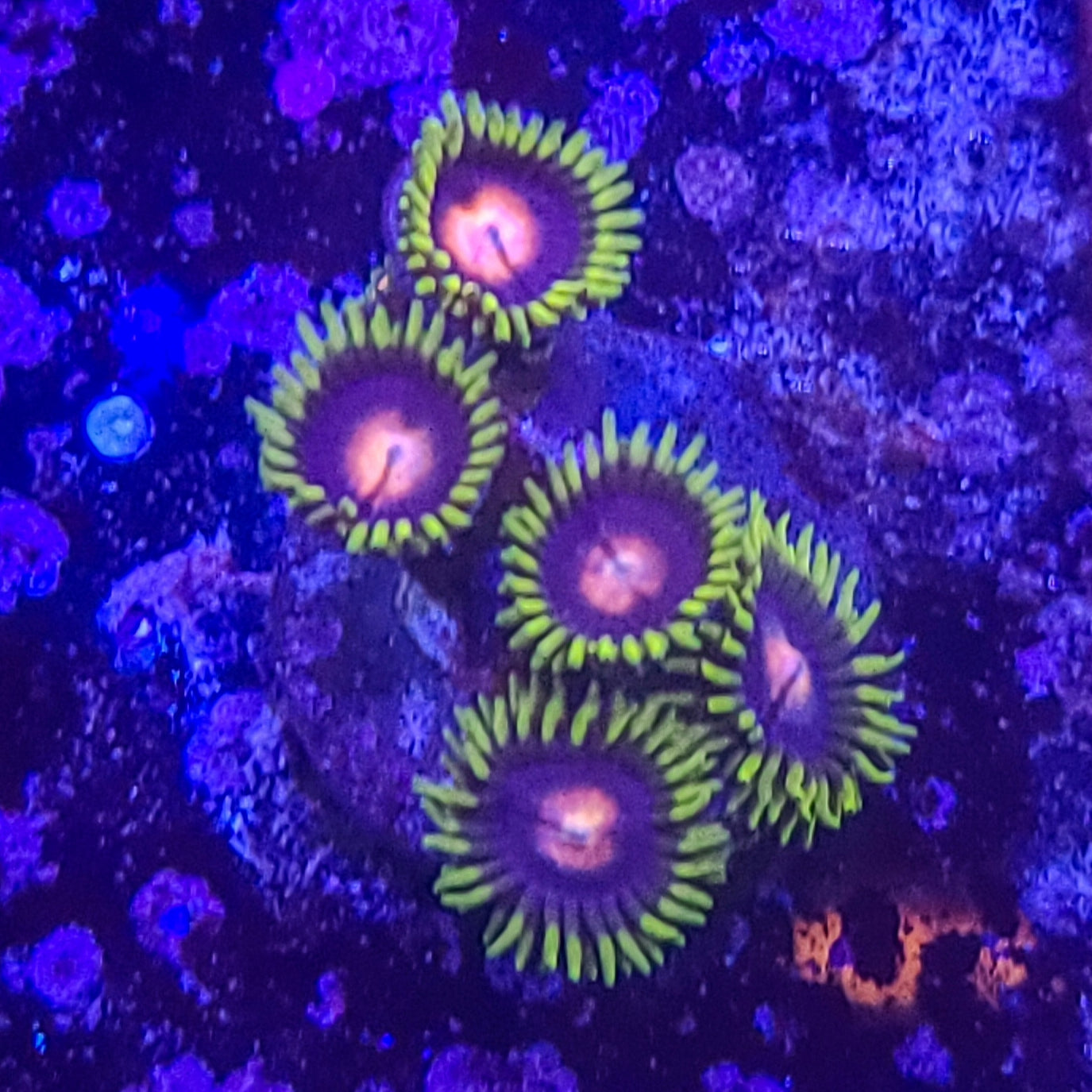 Zoanthid:  TSA Glow Pops 023 13A