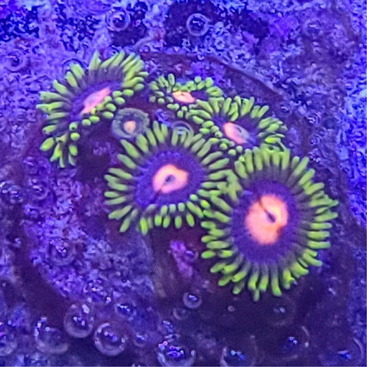 Zoanthid:  TSA Glow Pops 023 9A