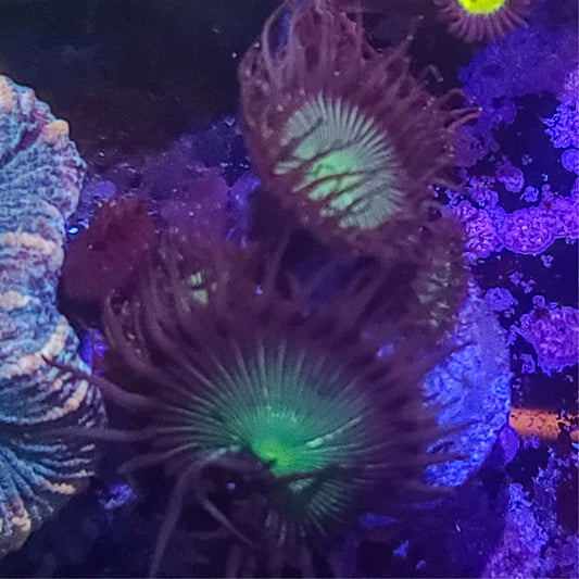 Zoanthid:  Green Paly 023 11I