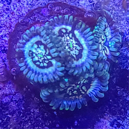 Zoanthid:  Hawaiian Ding Dang 023 10A