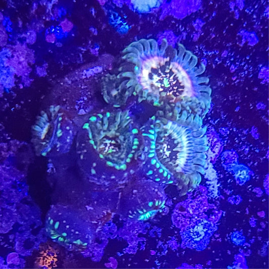 Zoanthid:  Hawaiian Ding Dang 023 12B