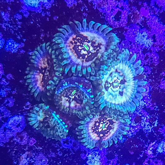 Zoanthid:  Hawaiian Ding Dang 023 7D