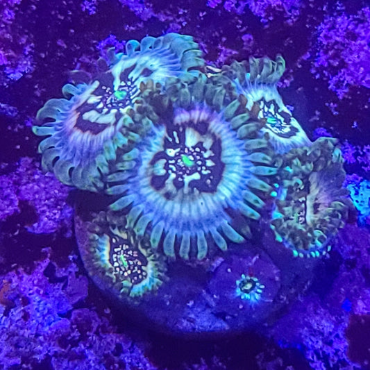 Zoanthid:  Hawaiian Ding Dang 023 11E