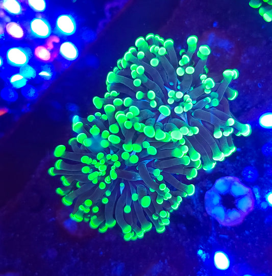 Frogspawn A8