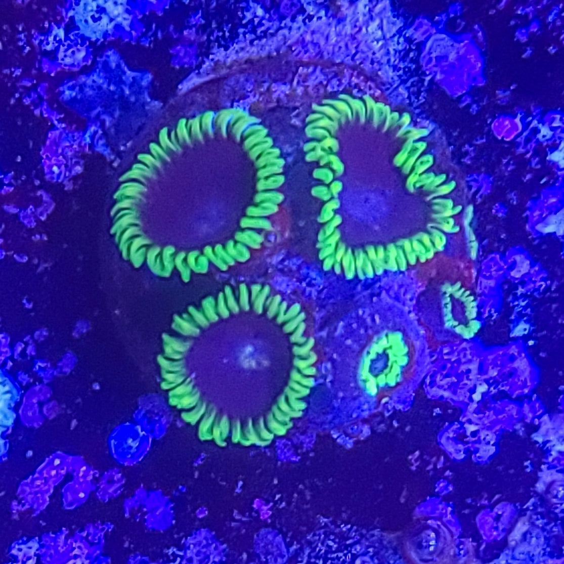 Zoanthid:  Joker 023 7B