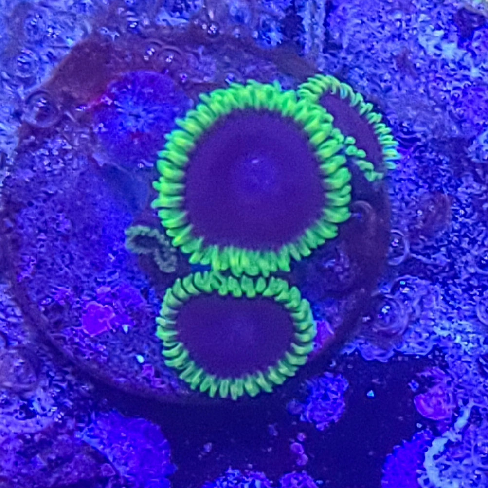 Zoanthid:  Joker 023 8A