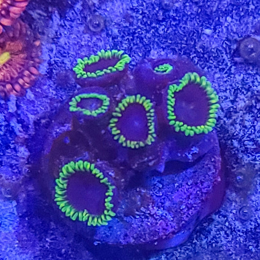 Zoanthid:  Joker  022 7G