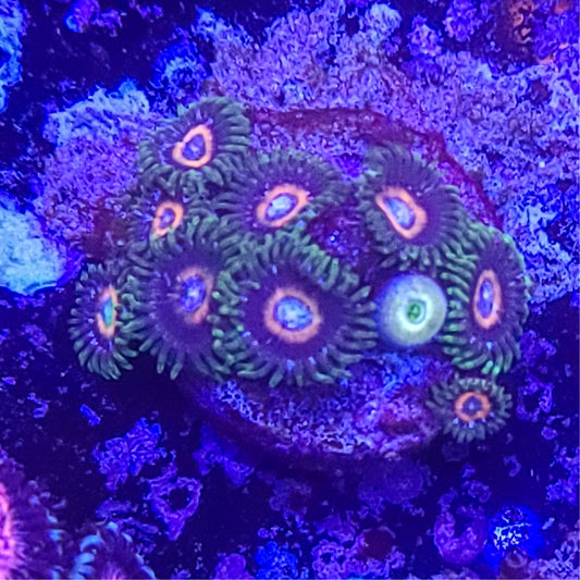 Zoanthid:  JF Jungle Juice  022 3B