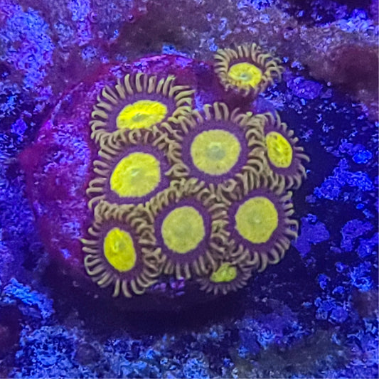 Zoanthid:  King Midas 022 14D