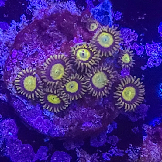 Zoanthid:  King Midas 022 1B