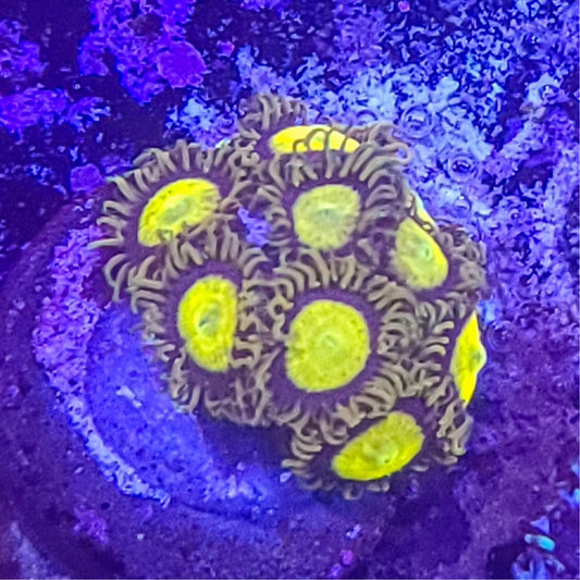 Zoanthid:  King Midas 023 11B