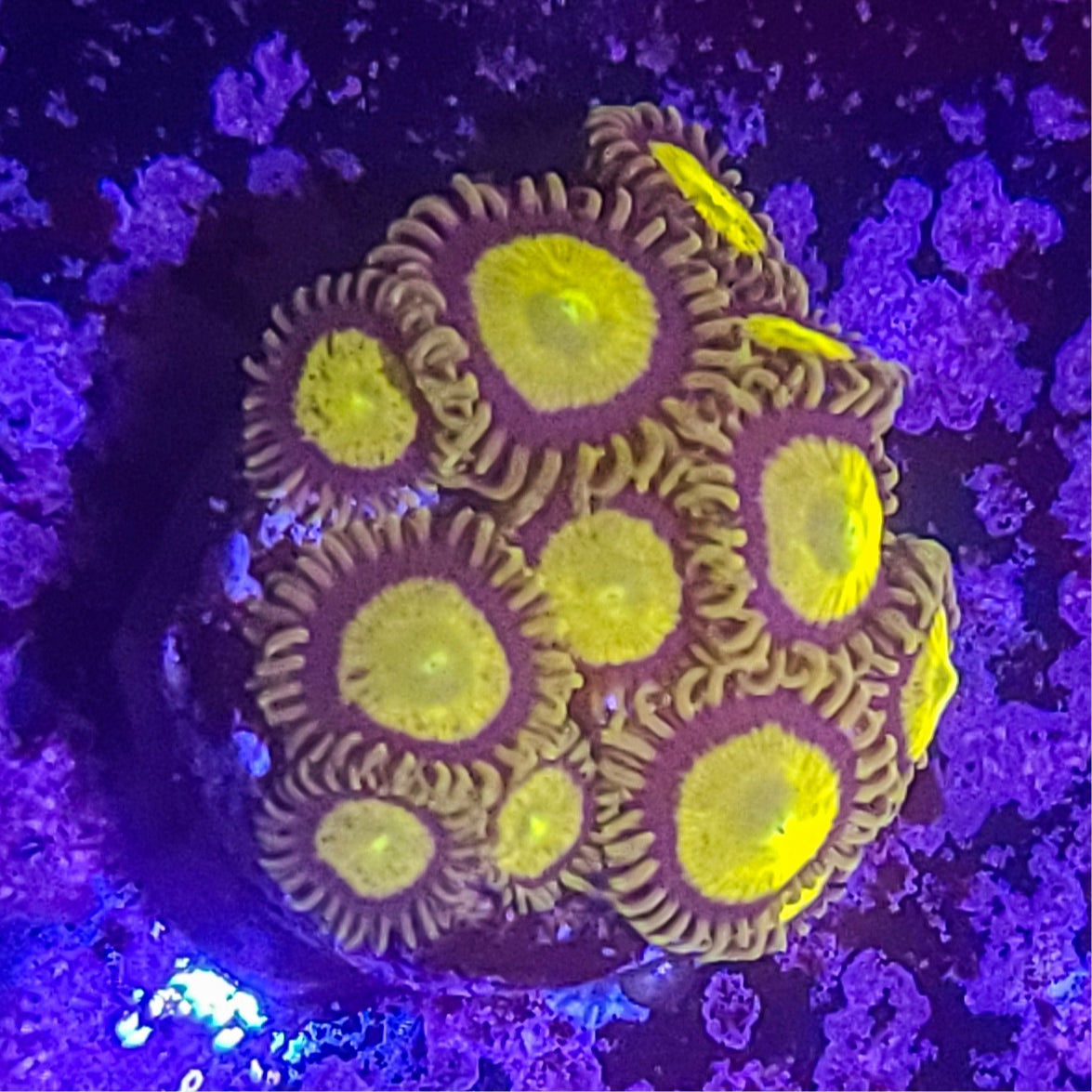 Zoanthid:  King Midas 023 7J