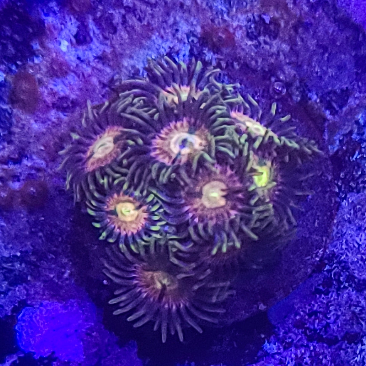 Zoanthid:  RR Kraken  022 4F