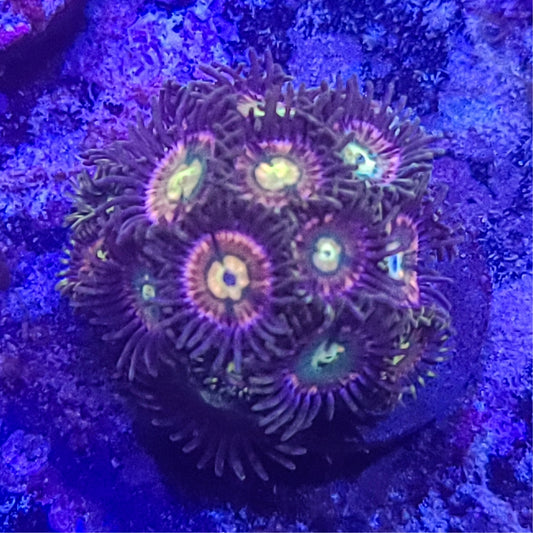 Zoanthid:  RR Kraken  022 6E